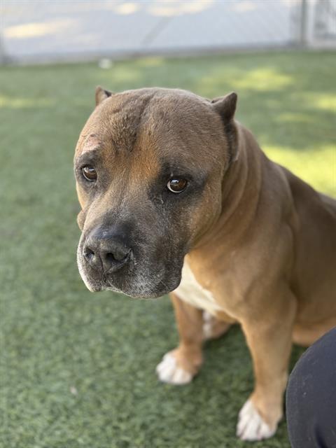 ZEUS