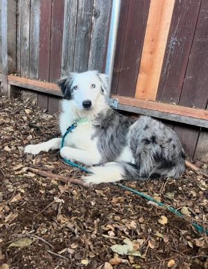 Meet Jett A Brave Soul Ready for a Fresh Start Jett is a stunning 3-year-old blue merle Australian S