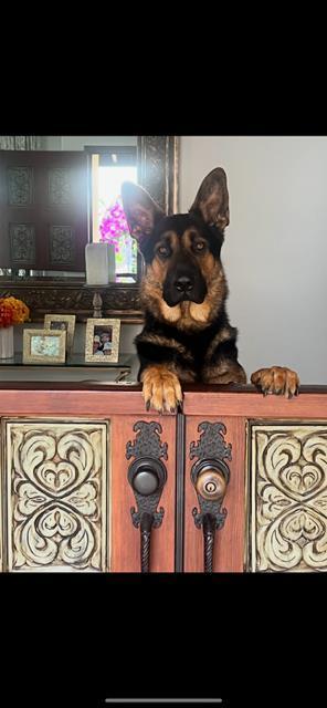 ZEUS