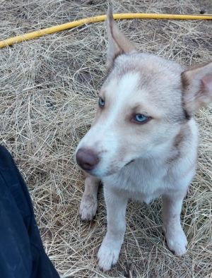 LUNA, Young Female unknown