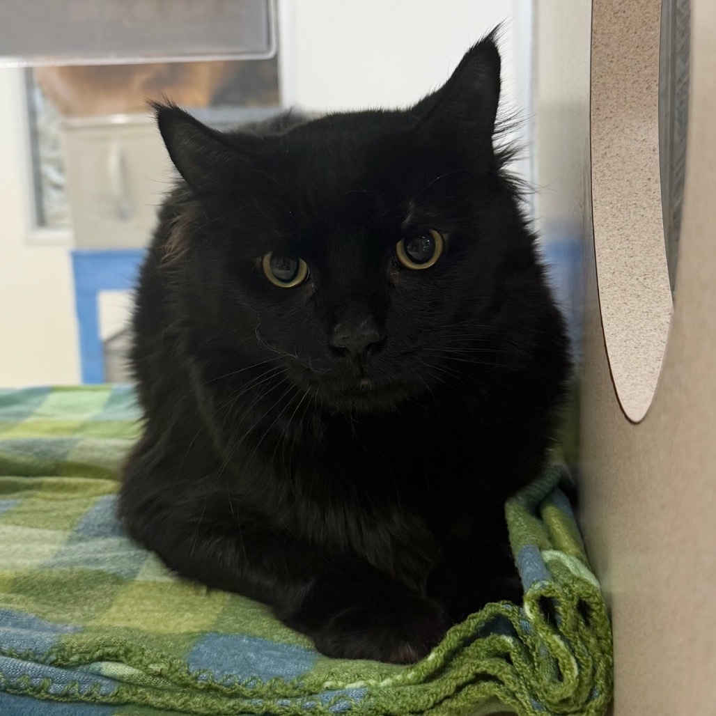 Mr. Sir, an adoptable Domestic Medium Hair in Reno, NV, 89502 | Photo Image 1