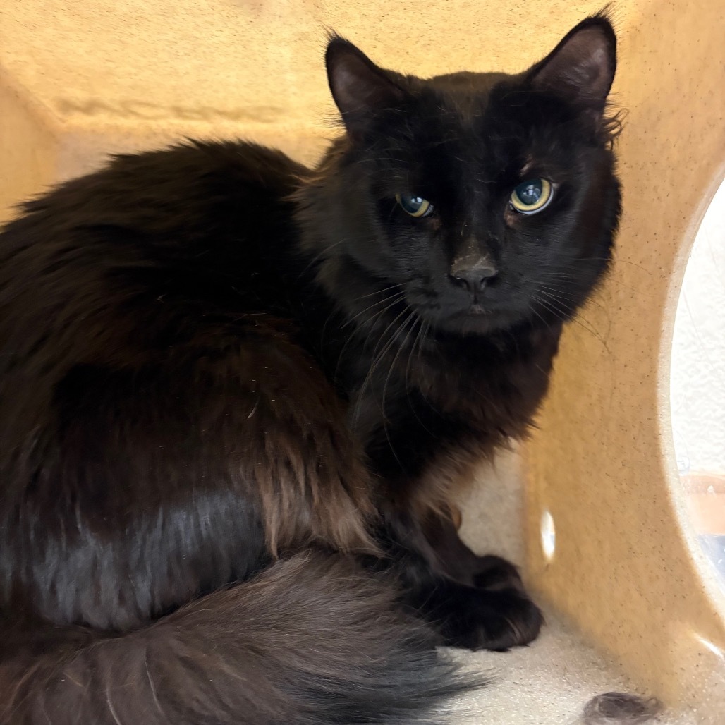 Mr. Sir, an adoptable Domestic Medium Hair in Reno, NV, 89502 | Photo Image 2