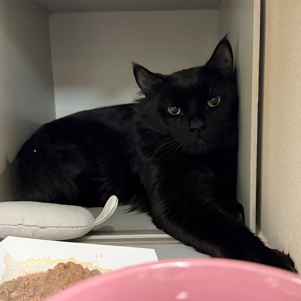 Mr. Sir, an adoptable Domestic Medium Hair in Reno, NV, 89502 | Photo Image 3