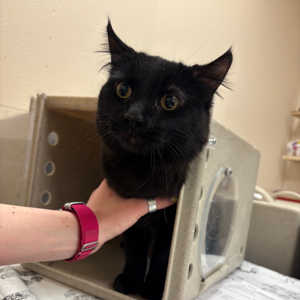 Mr. Pendanski, an adoptable Domestic Medium Hair in Reno, NV, 89502 | Photo Image 1
