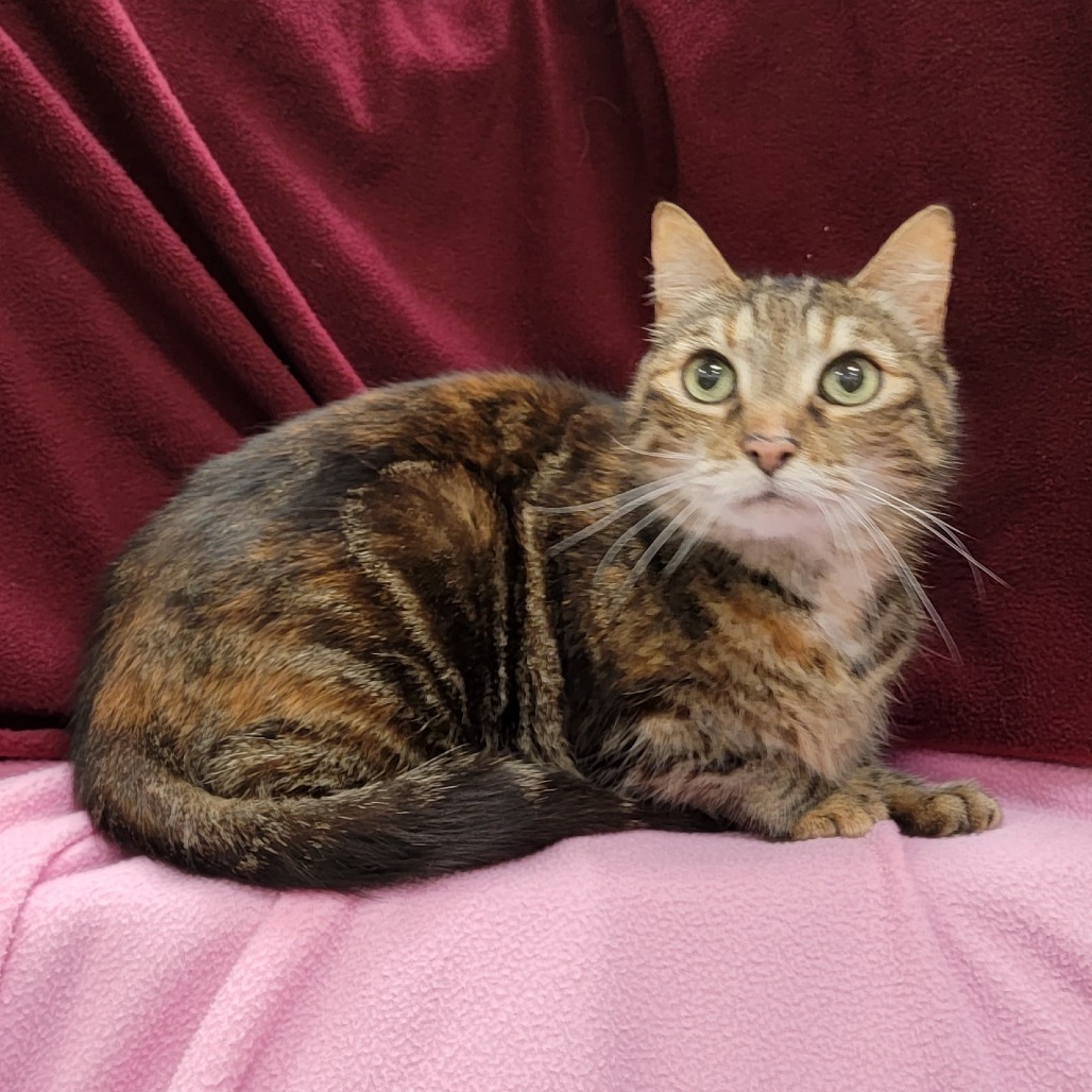 Squeak, an adoptable Domestic Short Hair in Coos Bay, OR, 97420 | Photo Image 1