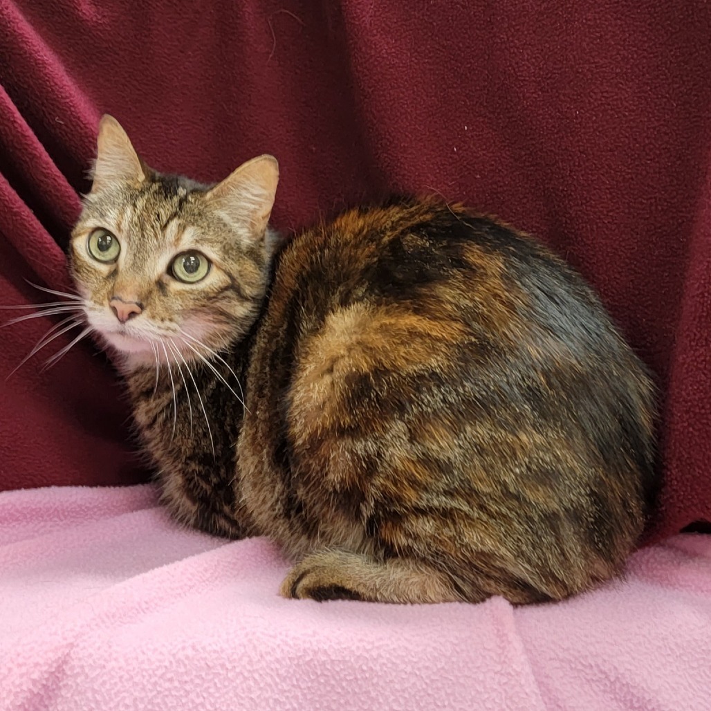 Squeak, an adoptable Domestic Short Hair in Coos Bay, OR, 97420 | Photo Image 2