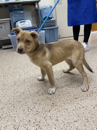 Nickelback, an adoptable German Shepherd Dog, Mixed Breed in Fergus Falls, MN, 56537 | Photo Image 1