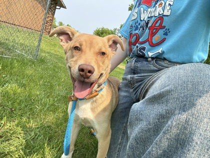 Nickelback, an adoptable German Shepherd Dog, Mixed Breed in Fergus Falls, MN, 56537 | Photo Image 1
