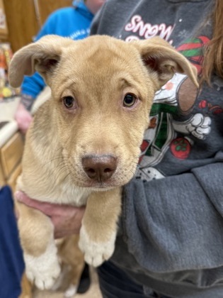 Nickelback, an adoptable German Shepherd Dog, Mixed Breed in Fergus Falls, MN, 56537 | Photo Image 2