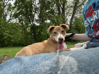 Nirvana, an adoptable German Shepherd Dog, Mixed Breed in Fergus Falls, MN, 56537 | Photo Image 1