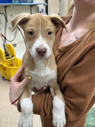 Nirvana, an adoptable German Shepherd Dog, Mixed Breed in Fergus Falls, MN, 56537 | Photo Image 2