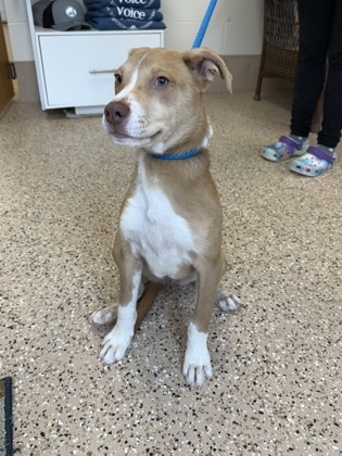 Nirvana, an adoptable German Shepherd Dog, Mixed Breed in Fergus Falls, MN, 56537 | Photo Image 3