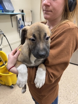 Pink Floyd, an adoptable German Shepherd Dog, Mixed Breed in Fergus Falls, MN, 56537 | Photo Image 1
