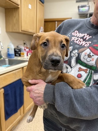 Kiss, an adoptable German Shepherd Dog, Mixed Breed in Fergus Falls, MN, 56537 | Photo Image 1