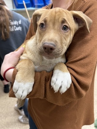 Green Day, an adoptable German Shepherd Dog, Mixed Breed in Fergus Falls, MN, 56537 | Photo Image 1