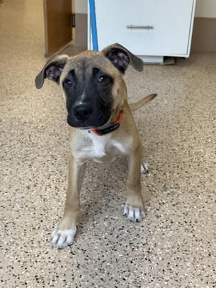 Creed, an adoptable German Shepherd Dog, Mixed Breed in Fergus Falls, MN, 56537 | Photo Image 1