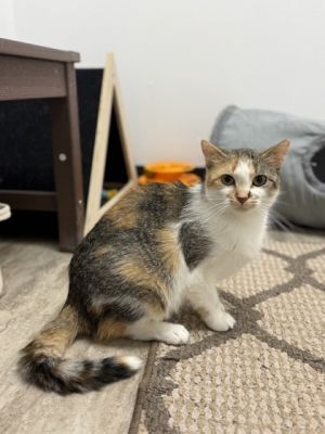 Lemon, Adult Female Domestic Short Hair