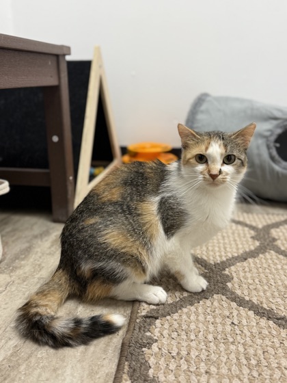 Lemon, an adoptable Domestic Short Hair in Fergus Falls, MN, 56537 | Photo Image 1