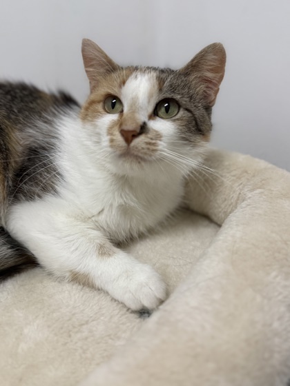 Lemon, an adoptable Domestic Short Hair in Fergus Falls, MN, 56537 | Photo Image 2