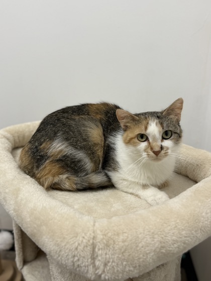 Lemon, an adoptable Domestic Short Hair in Fergus Falls, MN, 56537 | Photo Image 3