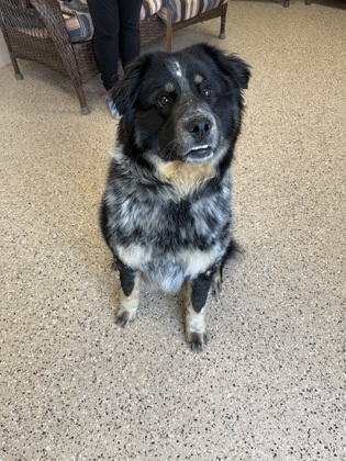 Willie, an adoptable Australian Shepherd, Border Collie in Fergus Falls, MN, 56537 | Photo Image 1