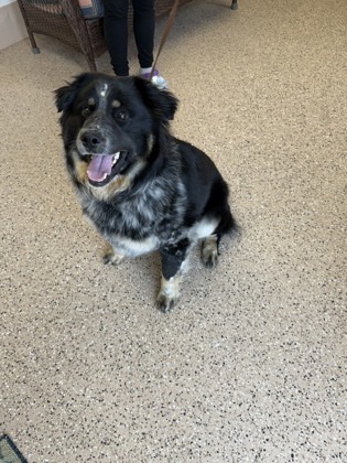 Willie, an adoptable Australian Shepherd, Border Collie in Fergus Falls, MN, 56537 | Photo Image 2