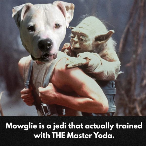 Mowglie thumbnail 6