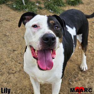 Meet Lily the gentle soul beginning a new chapter This 8-year-old American BulldogPit Bull mix tho