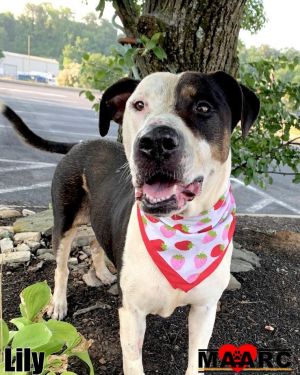 Meet Lily -- sweeter than apple pie and twice as comforting This 8-year-old American Bulldog mix is