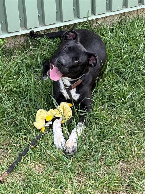 DOZER