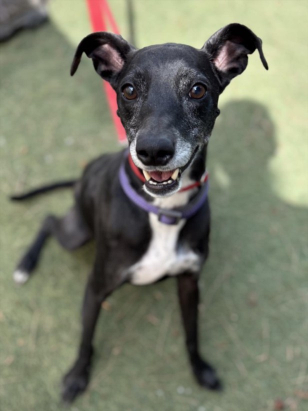 RUTH JUM, an adoptable Whippet in Los Angeles, CA, 90064 | Photo Image 1