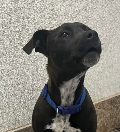 Zeke