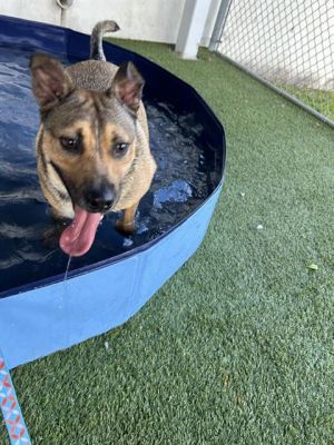 Hi there Im Revel the spunkiest playful ball of love around here I have goofy puppy energy that