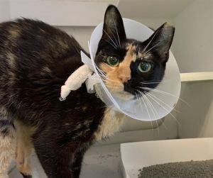 BOOTS, Adult Female Domestic Short Hair