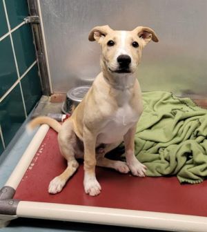 Meet Onyx Your Next Adventure Buddy  A playful spirit with a heart full of love Onyx is a youn