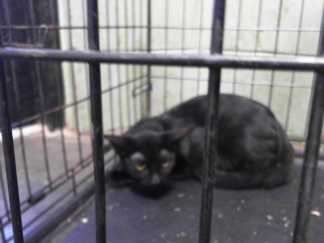 LOLA