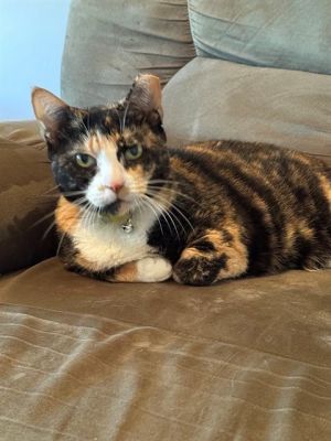 BONITA, Adult Female Domestic Short Hair