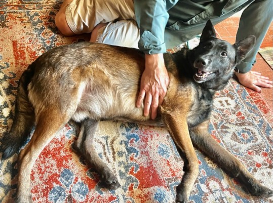 SOLDAT, an adoptable German Shepherd Dog in Santa Fe, NM, 87507 | Photo Image 1