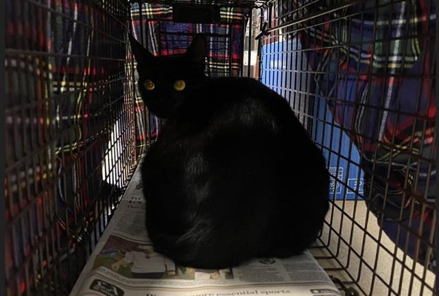 MAMA MIDNIGHT