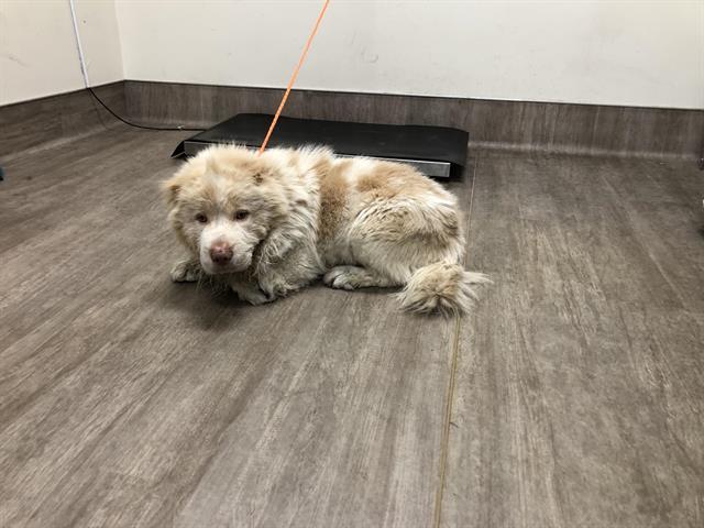 SIR FLUFF