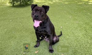 WATCH MY VIDEOLooking for a dog to have fun with If so pick meSally Im a fun-loving 2-year-ol