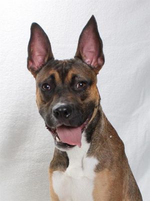 Say hello to athletic Ali like Muhammad Ali This sporty pup has ALL the energy Ali is not a good