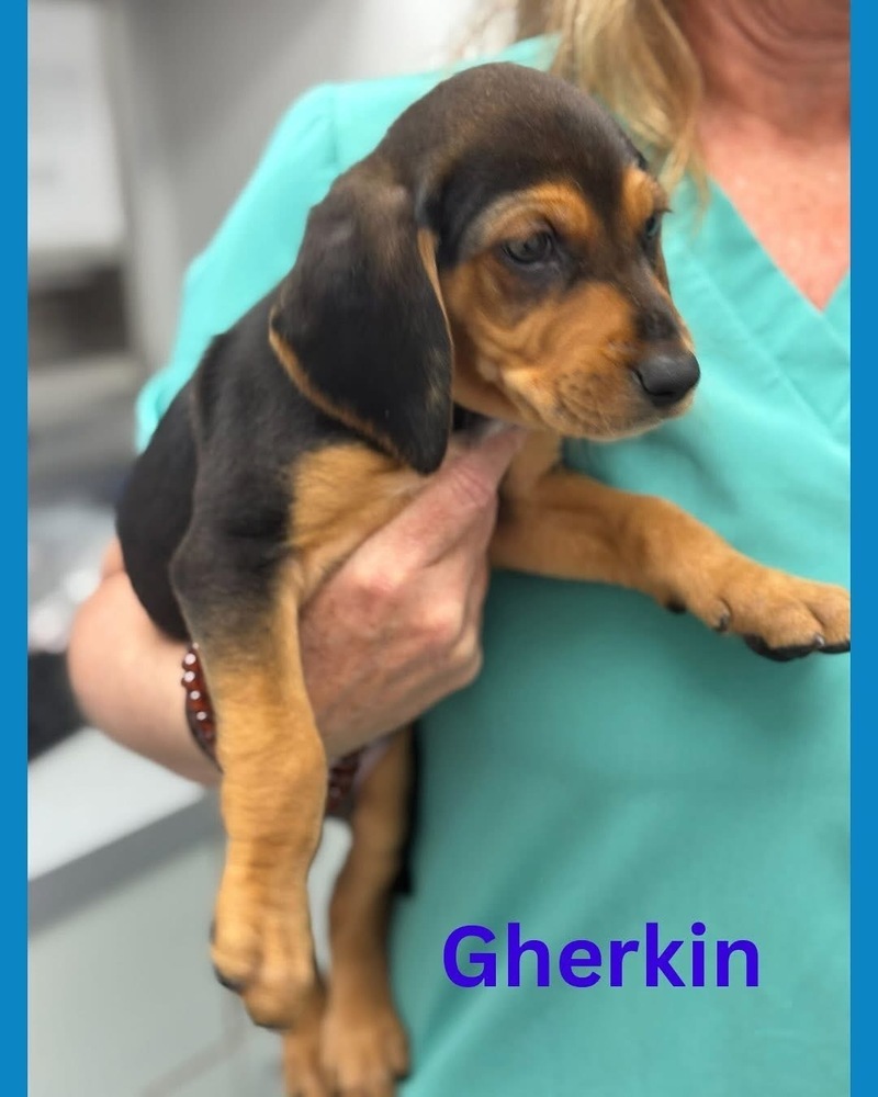 Gherkin