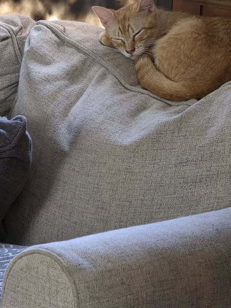 Jackie, an adoptable Domestic Short Hair in Scott, LA, 70583 | Photo Image 1