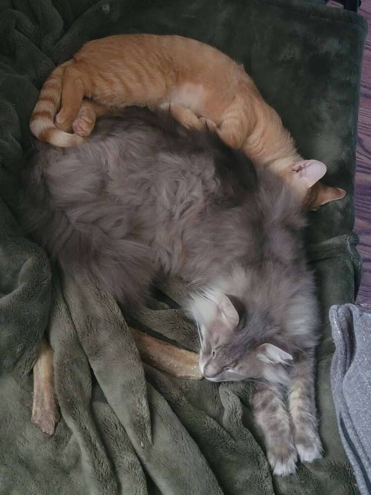 Jackie, an adoptable Domestic Short Hair in Scott, LA, 70583 | Photo Image 2