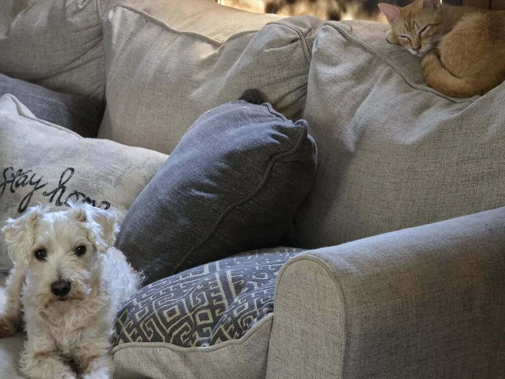 Jackie, an adoptable Domestic Short Hair in Scott, LA, 70583 | Photo Image 3