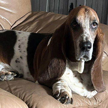 COOPER - ADOPTION PENDING!