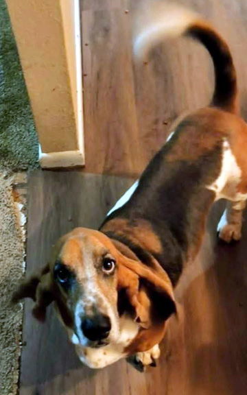 COOPER - ADOPTION PENDING!
