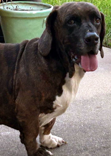 BRUSTER - ADOPTION PENDING!