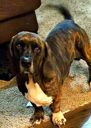 BRUSTER - ADOPTION PENDING!